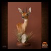 African-Antelope-taxidermy-by-BB-Taxidermy-Houston-070