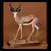 African-Antelope-taxidermy-by-BB-Taxidermy-Houston-071