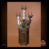 African-Antelope-taxidermy-by-BB-Taxidermy-Houston-072