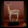 African-Antelope-taxidermy-by-BB-Taxidermy-Houston-073
