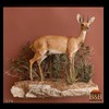 African-Antelope-taxidermy-by-BB-Taxidermy-Houston-074