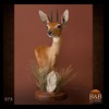 African-Antelope-taxidermy-by-BB-Taxidermy-Houston-075
