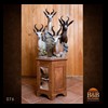African-Antelope-taxidermy-by-BB-Taxidermy-Houston-076