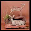 African-Antelope-taxidermy-by-BB-Taxidermy-Houston-077