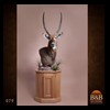 African-Antelope-taxidermy-by-BB-Taxidermy-Houston-079