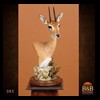 African-Antelope-taxidermy-by-BB-Taxidermy-Houston-083