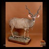 African-Antelope-taxidermy-by-BB-Taxidermy-Houston-084