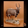African-Antelope-taxidermy-by-BB-Taxidermy-Houston-087