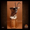 African-Antelope-taxidermy-by-BB-Taxidermy-Houston-088