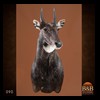 African-Antelope-taxidermy-by-BB-Taxidermy-Houston-090