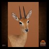 African-Antelope-taxidermy-by-BB-Taxidermy-Houston-091