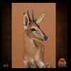 African-Antelope-taxidermy-by-BB-Taxidermy-Houston-092