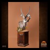 African-Antelope-taxidermy-by-BB-Taxidermy-Houston-093