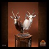 African-Antelope-taxidermy-by-BB-Taxidermy-Houston-094
