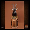 African-Antelope-taxidermy-by-BB-Taxidermy-Houston-095