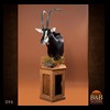 African-Antelope-taxidermy-by-BB-Taxidermy-Houston-096