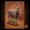 African-Antelope-taxidermy-by-BB-Taxidermy-Houston-097