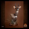 African-Antelope-taxidermy-by-BB-Taxidermy-Houston-099