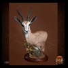 African-Antelope-taxidermy-by-BB-Taxidermy-Houston-100