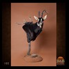 African-Antelope-taxidermy-by-BB-Taxidermy-Houston-102