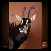 African-Antelope-taxidermy-by-BB-Taxidermy-Houston-103