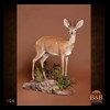 African-Antelope-taxidermy-by-BB-Taxidermy-Houston-104