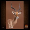 African-Antelope-taxidermy-by-BB-Taxidermy-Houston-108