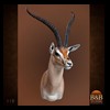 African-Antelope-taxidermy-by-BB-Taxidermy-Houston-110