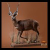 African-Antelope-taxidermy-by-BB-Taxidermy-Houston-111