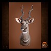 African-Antelope-taxidermy-by-BB-Taxidermy-Houston-112