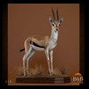 African-Antelope-taxidermy-by-BB-Taxidermy-Houston-114