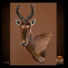 African-Antelope-taxidermy-by-BB-Taxidermy-Houston-115