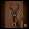 African-Antelope-taxidermy-by-BB-Taxidermy-Houston-116