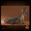 African-Antelope-taxidermy-by-BB-Taxidermy-Houston-117