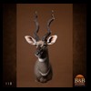 African-Antelope-taxidermy-by-BB-Taxidermy-Houston-118