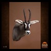 African-Antelope-taxidermy-by-BB-Taxidermy-Houston-119