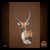 African-Antelope-taxidermy-by-BB-Taxidermy-Houston-120