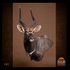 African-Antelope-taxidermy-by-BB-Taxidermy-Houston-121