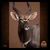 African-Antelope-taxidermy-by-BB-Taxidermy-Houston-122