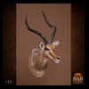 African-Antelope-taxidermy-by-BB-Taxidermy-Houston-123
