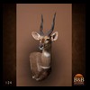 African-Antelope-taxidermy-by-BB-Taxidermy-Houston-124