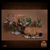 African-Antelope-taxidermy-by-BB-Taxidermy-Houston-126