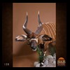 African-Antelope-taxidermy-by-BB-Taxidermy-Houston-128