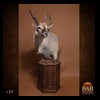 African-Antelope-taxidermy-by-BB-Taxidermy-Houston-129