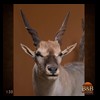 African-Antelope-taxidermy-by-BB-Taxidermy-Houston-130
