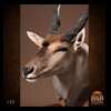 African-Antelope-taxidermy-by-BB-Taxidermy-Houston-132
