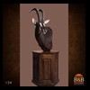 African-Antelope-taxidermy-by-BB-Taxidermy-Houston-134