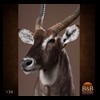 African-Antelope-taxidermy-by-BB-Taxidermy-Houston-136