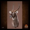 African-Antelope-taxidermy-by-BB-Taxidermy-Houston-137