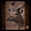 African-Antelope-taxidermy-by-BB-Taxidermy-Houston-138